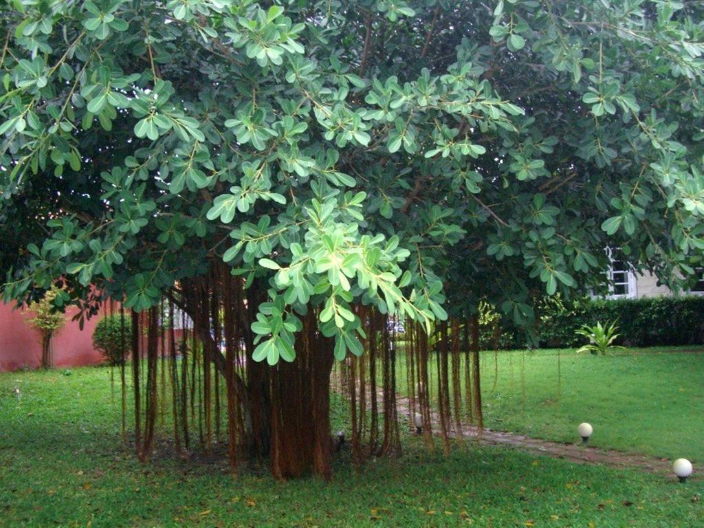 Pictory Garden Resort Sattahip Exterior foto